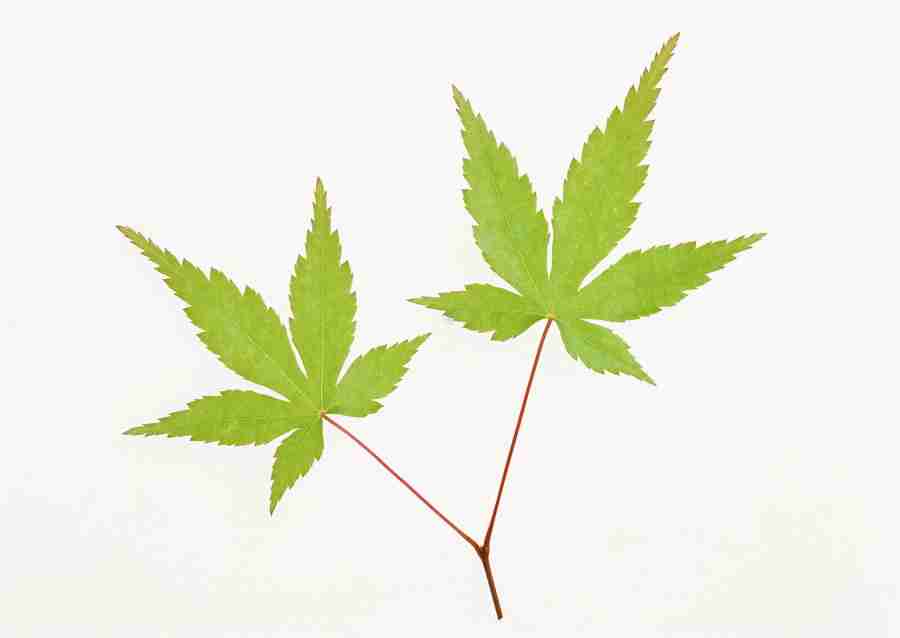 Foliage and Green Leaves - Datacraft Sozaijiten  ></a>
<script language=JavaScript> 
  var txt = 