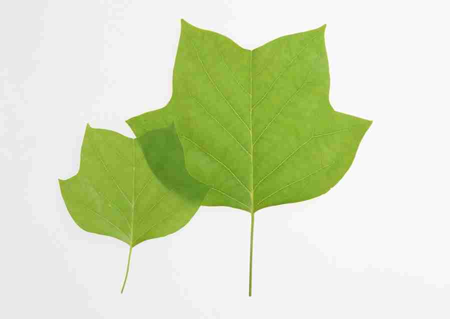 Foliage and Green Leaves - Datacraft Sozaijiten  ></a>
<script language=JavaScript> 
  var txt = 