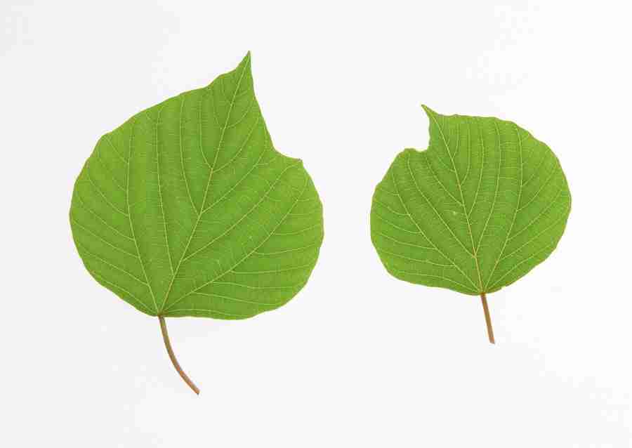 Foliage and Green Leaves - Datacraft Sozaijiten  ></a>
<script language=JavaScript> 
  var txt = 