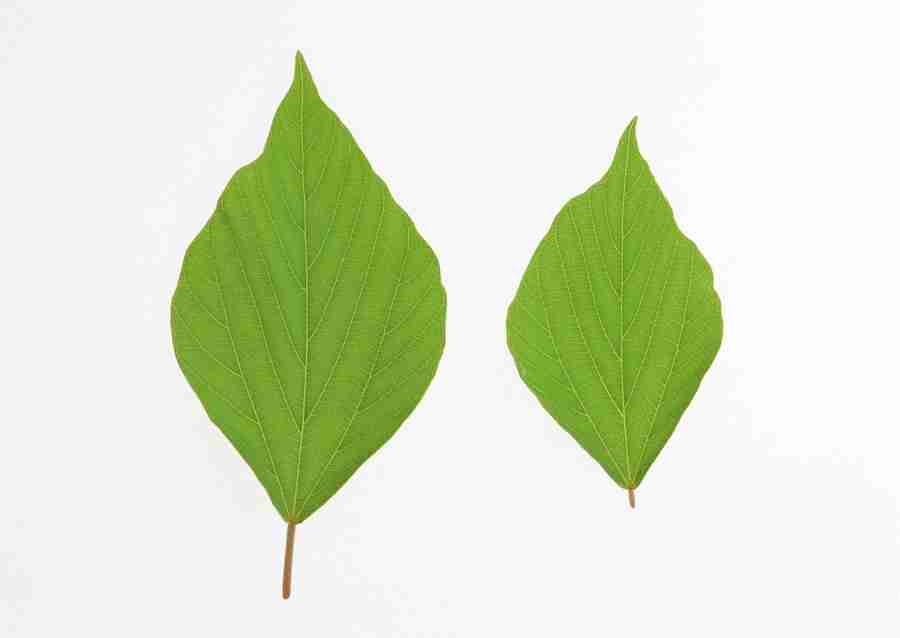 Foliage and Green Leaves - Datacraft Sozaijiten  ></a>
<script language=JavaScript> 
  var txt = 