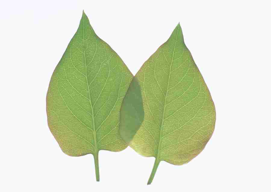 Foliage and Green Leaves - Datacraft Sozaijiten  ></a>
<script language=JavaScript> 
  var txt = 
