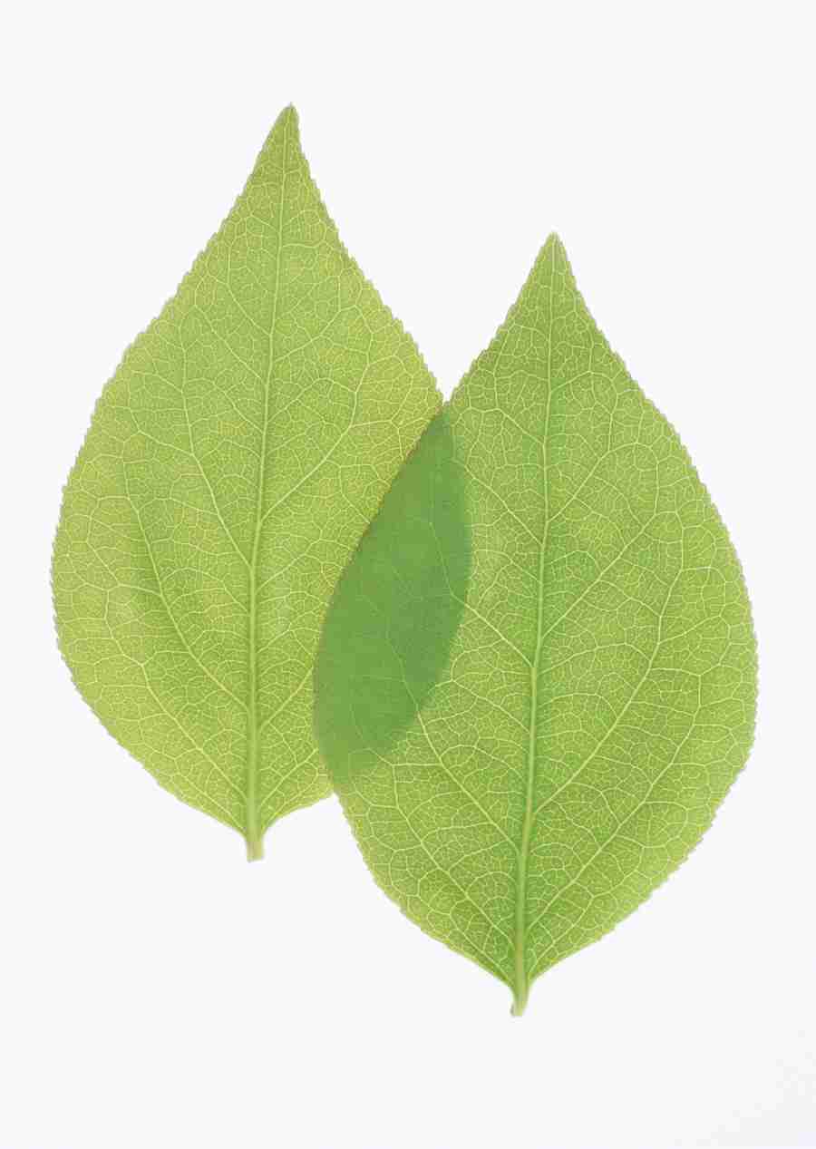 Foliage and Green Leaves - Datacraft Sozaijiten  ></a>
<script language=JavaScript> 
  var txt = 