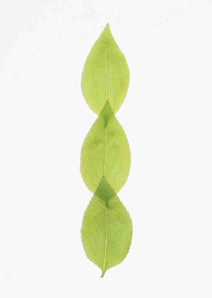 Foliage and Green Leaves - Datacraft Sozaijiten  ></a>
<script language=JavaScript> 
  var txt = 