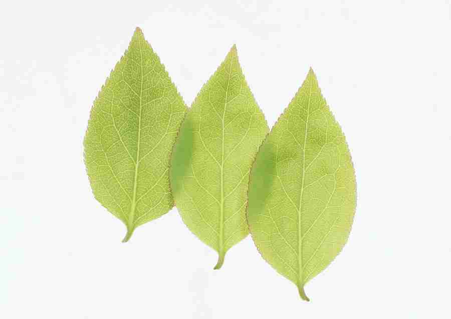 Foliage and Green Leaves - Datacraft Sozaijiten  ></a>
<script language=JavaScript> 
  var txt = 