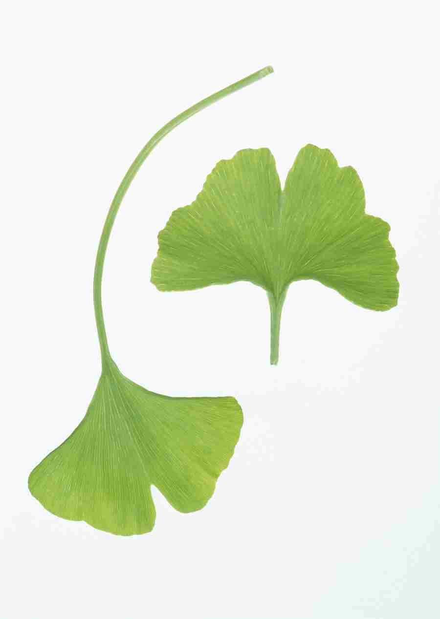 Foliage and Green Leaves - Datacraft Sozaijiten  ></a>
<script language=JavaScript> 
  var txt = 