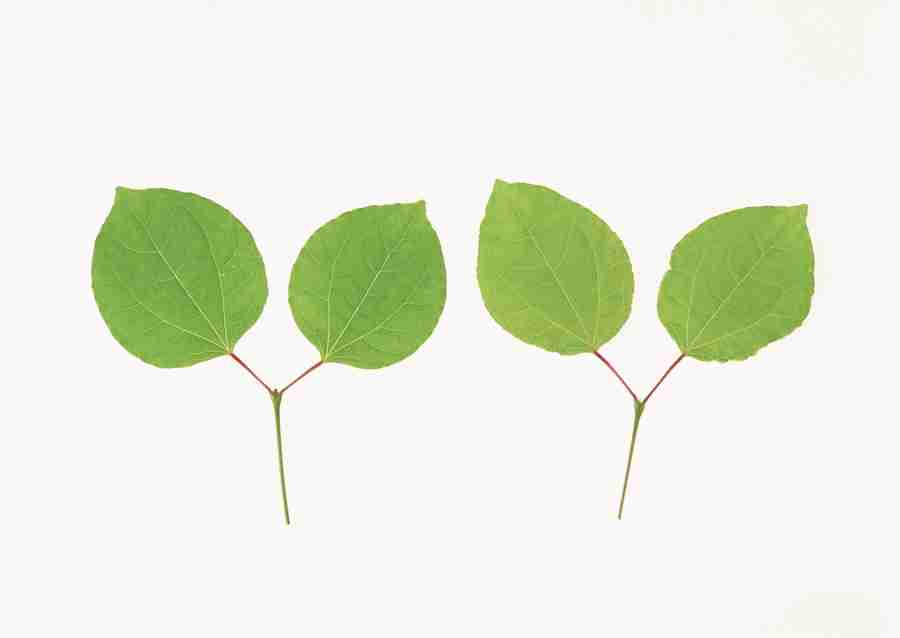 Foliage and Green Leaves - Datacraft Sozaijiten  ></a>
<script language=JavaScript> 
  var txt = 