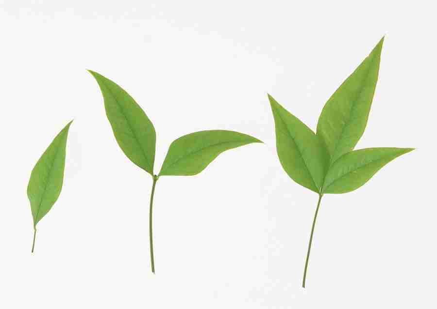 Foliage and Green Leaves - Datacraft Sozaijiten  ></a>
<script language=JavaScript> 
  var txt = 