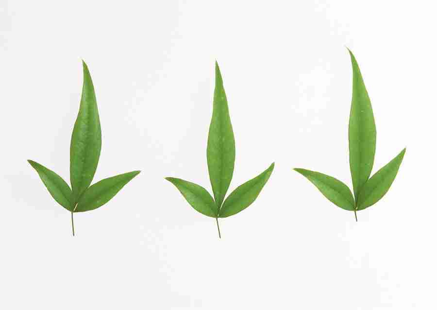 Foliage and Green Leaves - Datacraft Sozaijiten  ></a>
<script language=JavaScript> 
  var txt = 