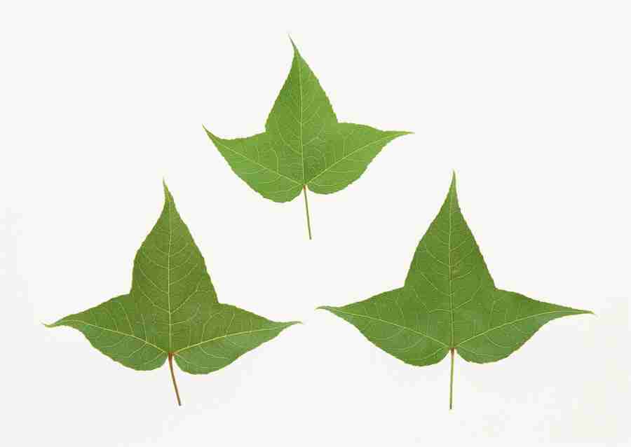 Foliage and Green Leaves - Datacraft Sozaijiten  ></a>
<script language=JavaScript> 
  var txt = 