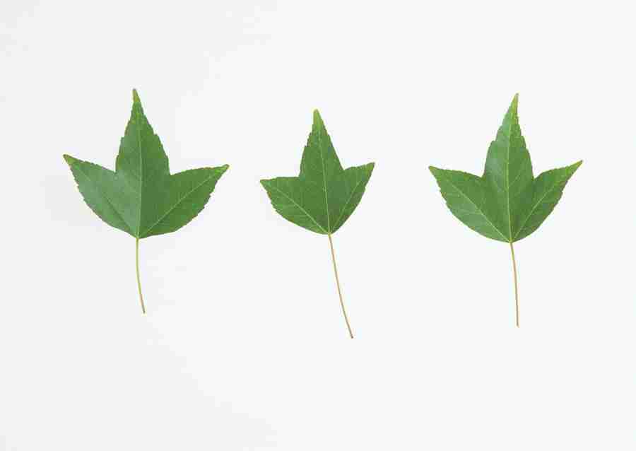 Foliage and Green Leaves - Datacraft Sozaijiten  ></a>
<script language=JavaScript> 
  var txt = 