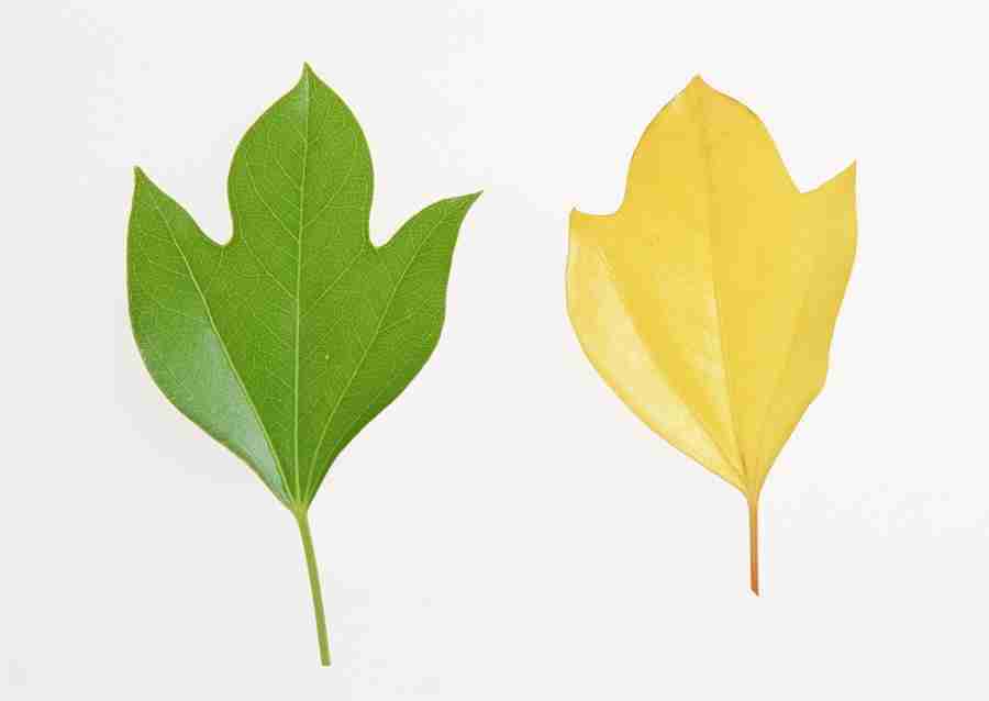 Foliage and Green Leaves - Datacraft Sozaijiten  ></a>
<script language=JavaScript> 
  var txt = 