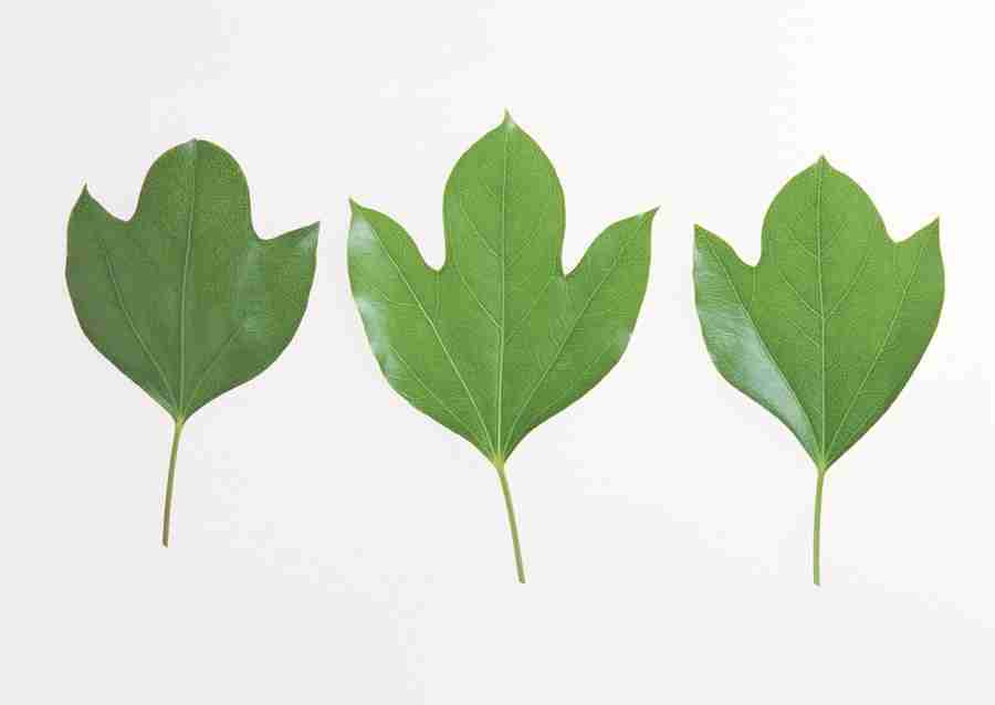 Foliage and Green Leaves - Datacraft Sozaijiten  ></a>
<script language=JavaScript> 
  var txt = 