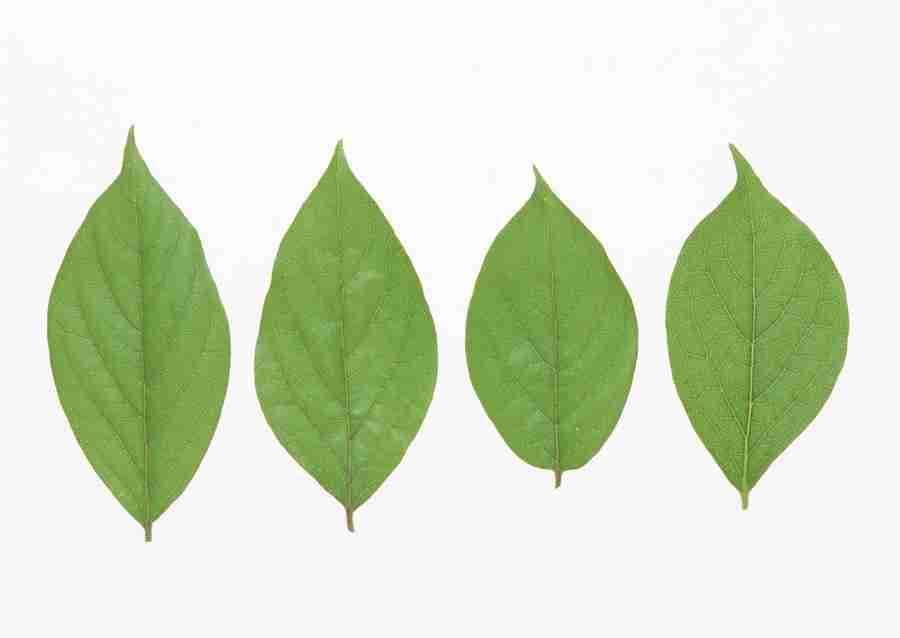 Foliage and Green Leaves - Datacraft Sozaijiten  ></a>
<script language=JavaScript> 
  var txt = 