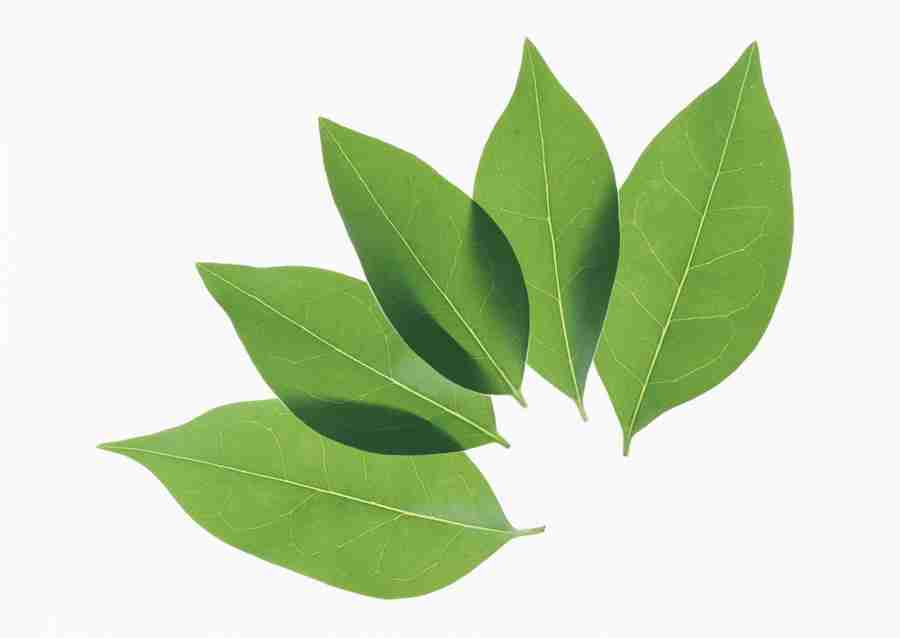 Foliage and Green Leaves - Datacraft Sozaijiten  ></a>
<script language=JavaScript> 
  var txt = 