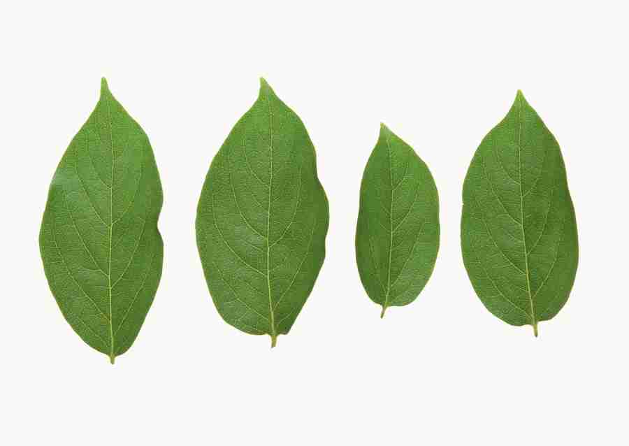 Foliage and Green Leaves - Datacraft Sozaijiten  ></a>
<script language=JavaScript> 
  var txt = 