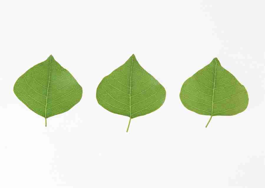 Foliage and Green Leaves - Datacraft Sozaijiten  ></a>
<script language=JavaScript> 
  var txt = 
