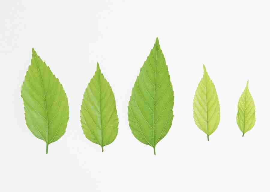 Foliage and Green Leaves - Datacraft Sozaijiten  ></a>
<script language=JavaScript> 
  var txt = 