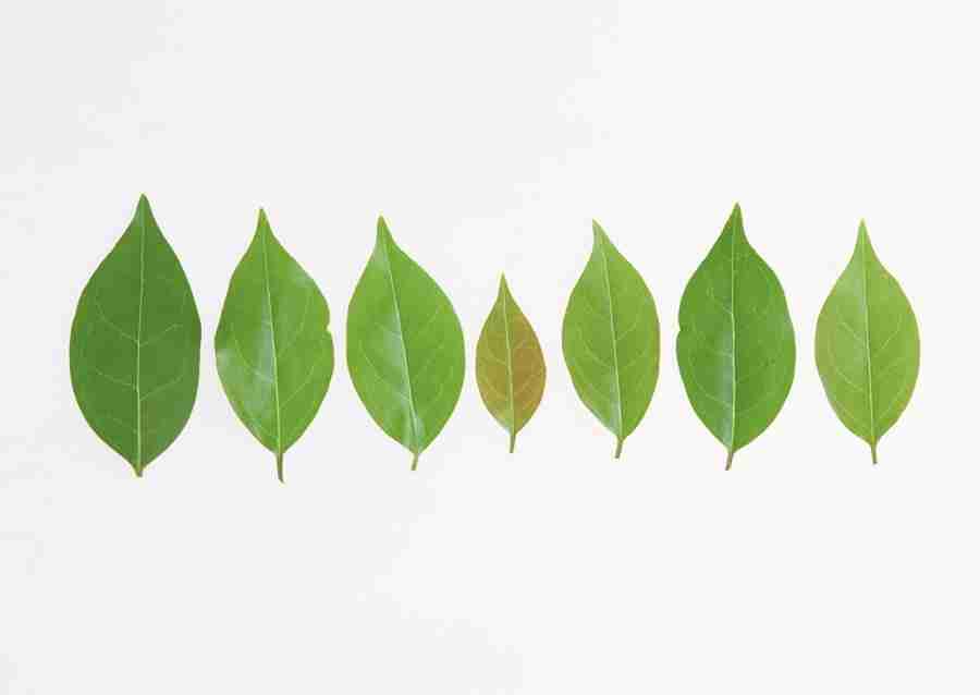 Foliage and Green Leaves - Datacraft Sozaijiten  ></a>
<script language=JavaScript> 
  var txt = 