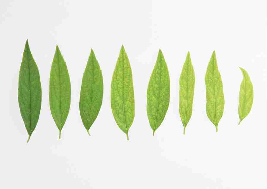 Foliage and Green Leaves - Datacraft Sozaijiten  ></a>
<script language=JavaScript> 
  var txt = 