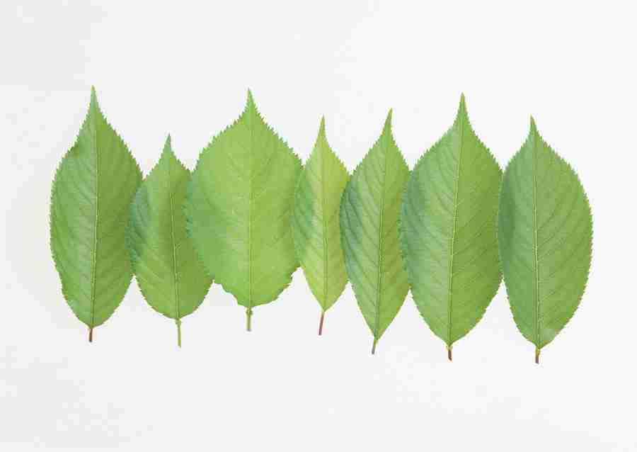 Foliage and Green Leaves - Datacraft Sozaijiten  ></a>
<script language=JavaScript> 
  var txt = 