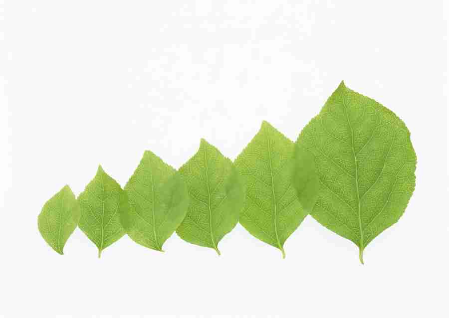 Foliage and Green Leaves - Datacraft Sozaijiten  ></a>
<script language=JavaScript> 
  var txt = 