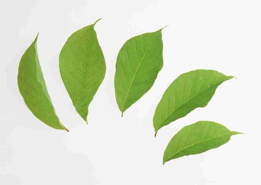 Foliage and Green Leaves - Datacraft Sozaijiten  ></a>
<script language=JavaScript> 
  var txt = 