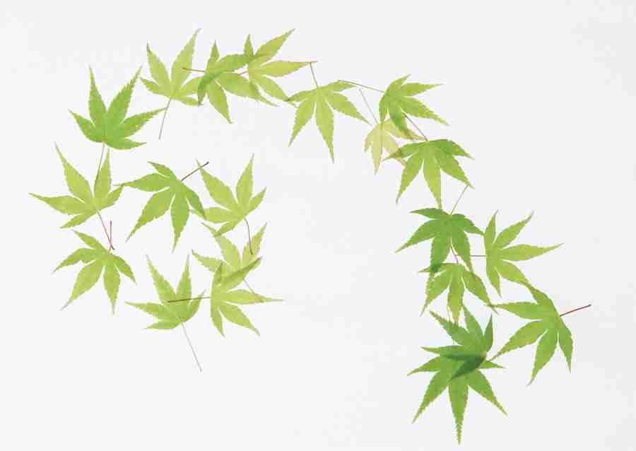 Foliage and Green Leaves - Datacraft Sozaijiten  ></a>
<script language=JavaScript> 
  var txt = 