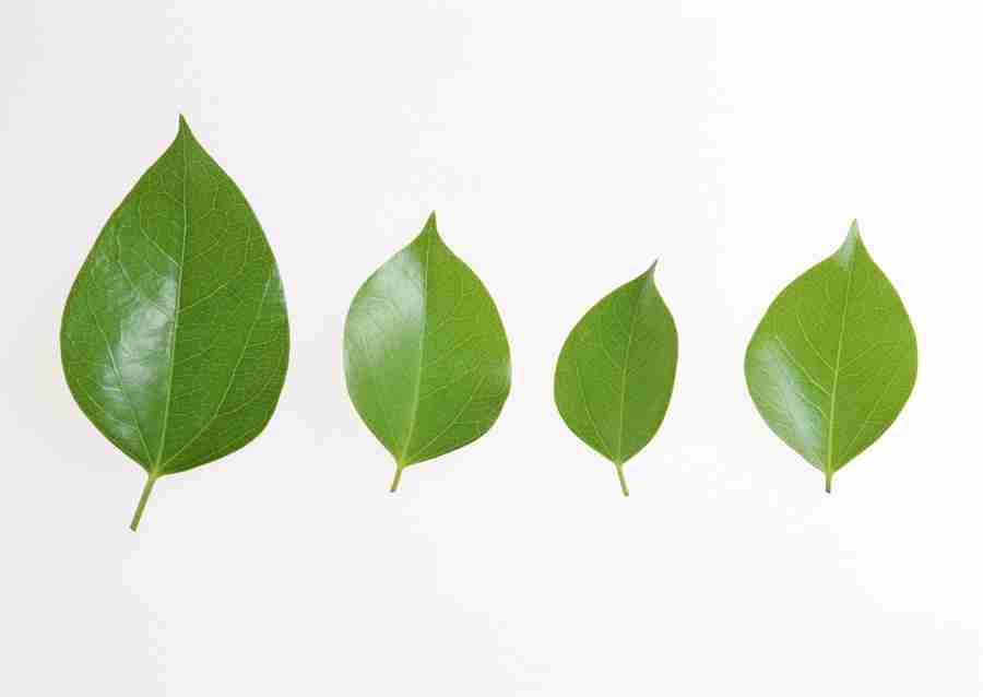 Foliage and Green Leaves - Datacraft Sozaijiten  ></a>
<script language=JavaScript> 
  var txt = 