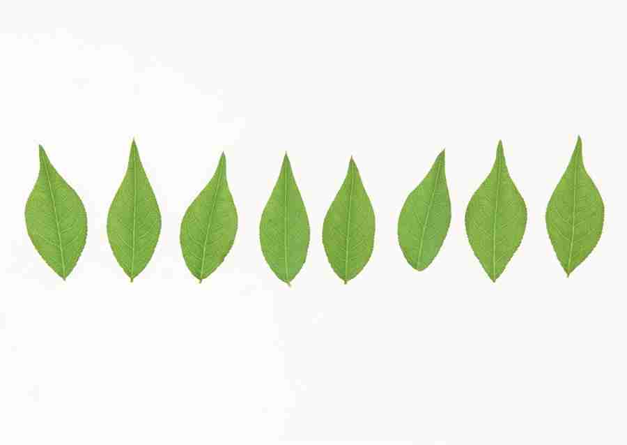 Foliage and Green Leaves - Datacraft Sozaijiten  ></a>
<script language=JavaScript> 
  var txt = 