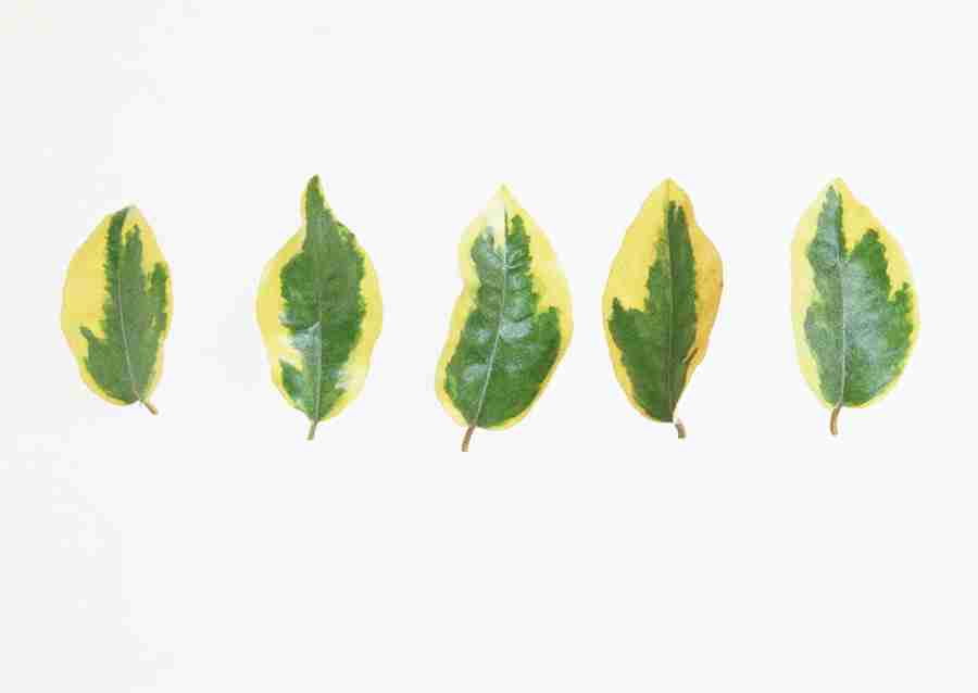 Foliage and Green Leaves - Datacraft Sozaijiten  ></a>
<script language=JavaScript> 
  var txt = 