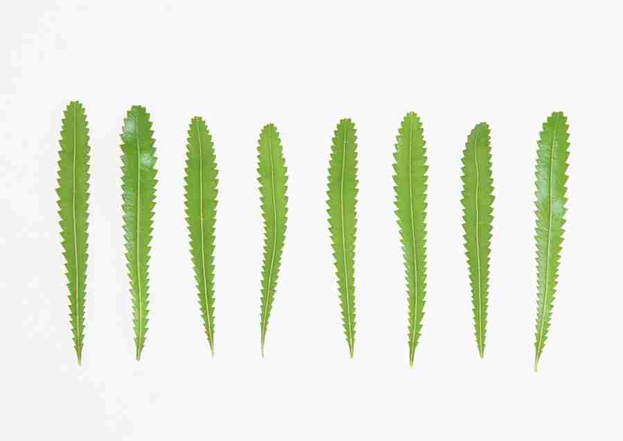 Foliage and Green Leaves - Datacraft Sozaijiten  ></a>
<script language=JavaScript> 
  var txt = 