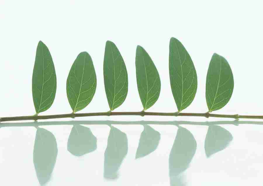 Foliage and Green Leaves - Datacraft Sozaijiten  ></a>
<script language=JavaScript> 
  var txt = 