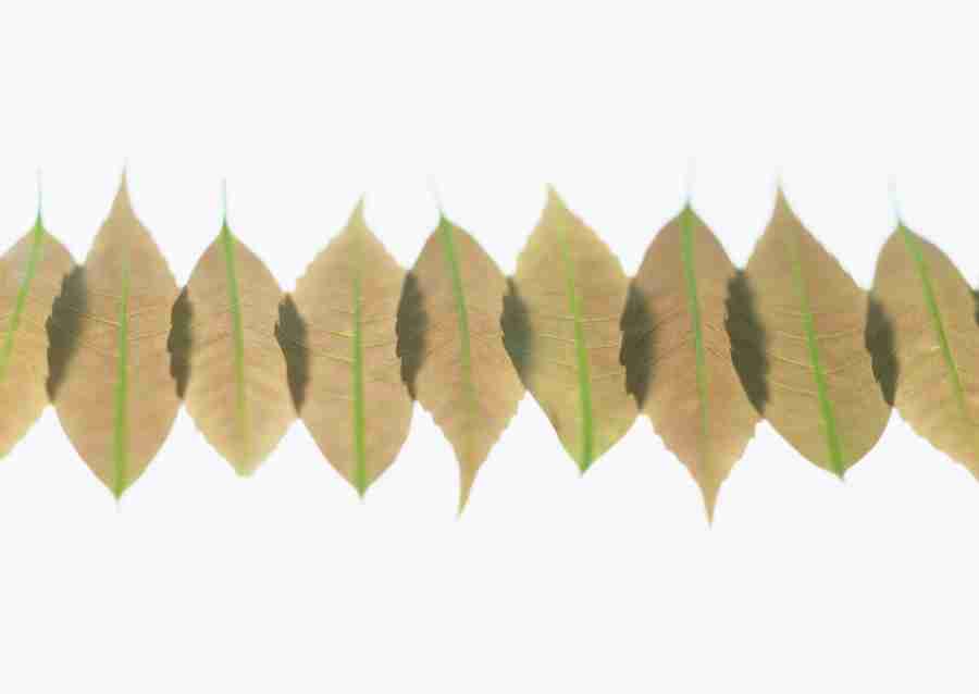 Foliage and Green Leaves - Datacraft Sozaijiten  ></a>
<script language=JavaScript> 
  var txt = 