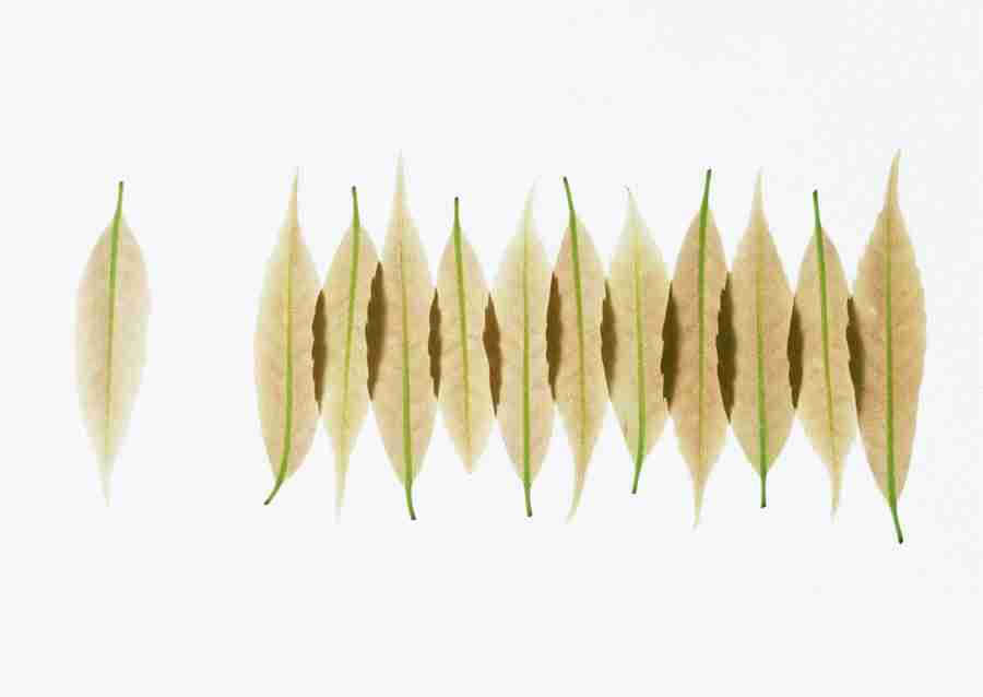 Foliage and Green Leaves - Datacraft Sozaijiten  ></a>
<script language=JavaScript> 
  var txt = 