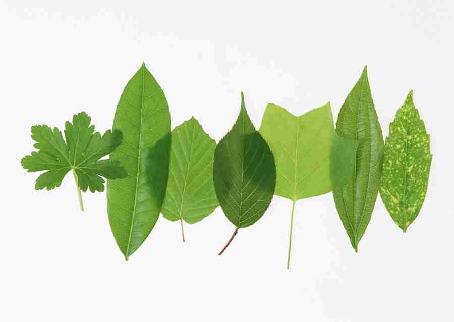 Foliage and Green Leaves - Datacraft Sozaijiten  ></a>
<script language=JavaScript> 
  var txt = 