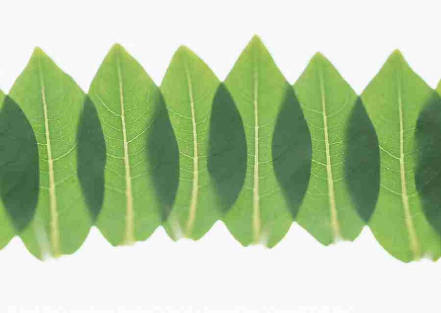 Foliage and Green Leaves - Datacraft Sozaijiten  ></a>
<script language=JavaScript> 
  var txt = 