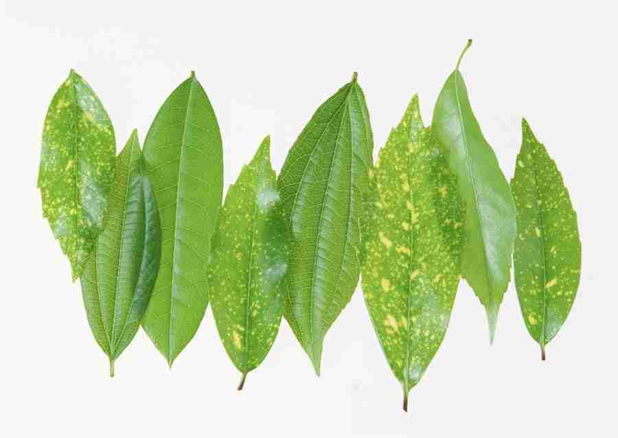 Foliage and Green Leaves - Datacraft Sozaijiten  ></a>
<script language=JavaScript> 
  var txt = 