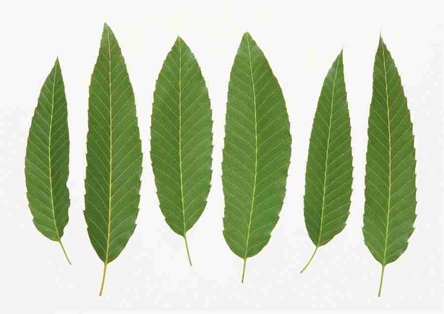 Foliage and Green Leaves - Datacraft Sozaijiten  ></a>
<script language=JavaScript> 
  var txt = 