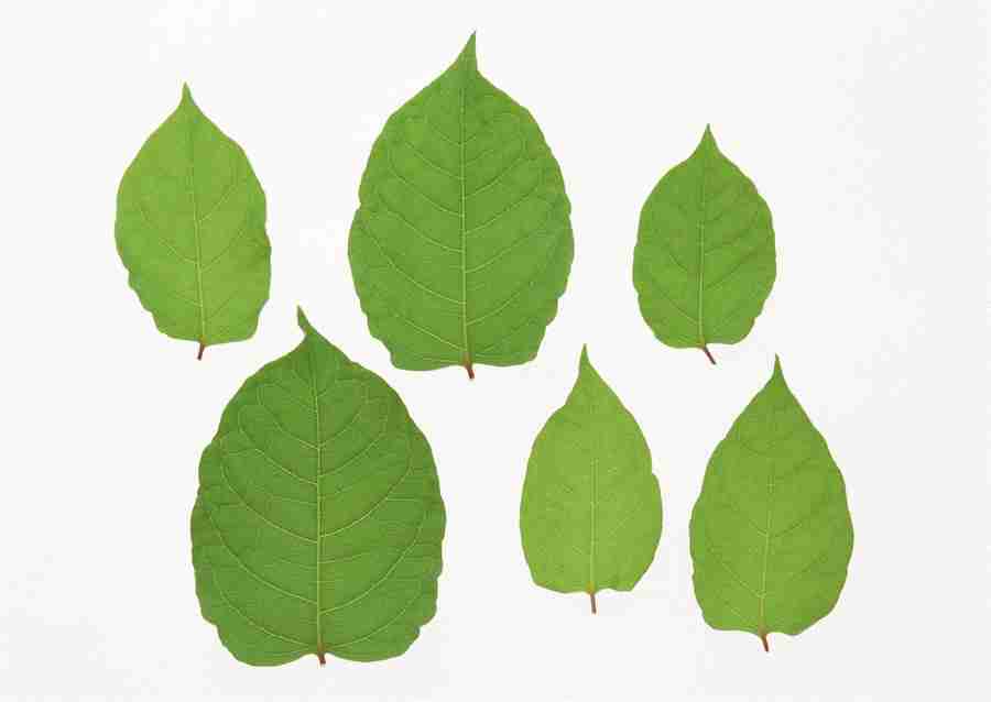 Foliage and Green Leaves - Datacraft Sozaijiten  ></a>
<script language=JavaScript> 
  var txt = 
