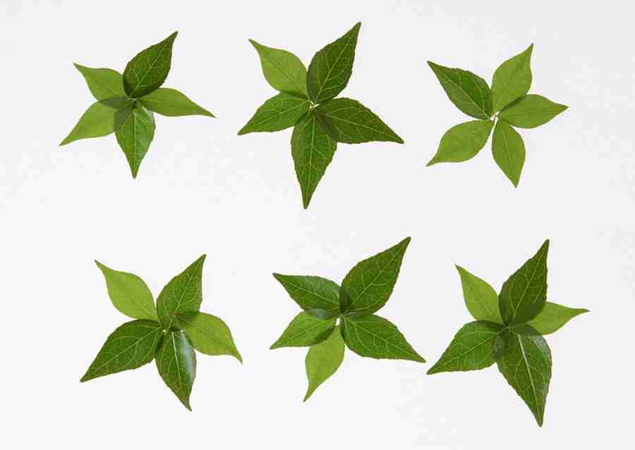 Foliage and Green Leaves - Datacraft Sozaijiten  ></a>
<script language=JavaScript> 
  var txt = 