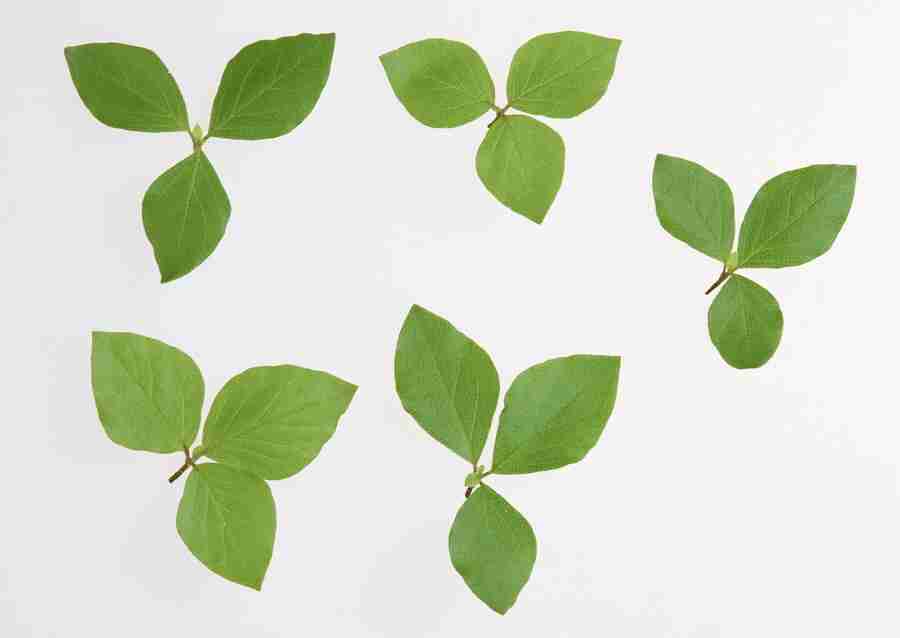 Foliage and Green Leaves - Datacraft Sozaijiten  ></a>
<script language=JavaScript> 
  var txt = 
