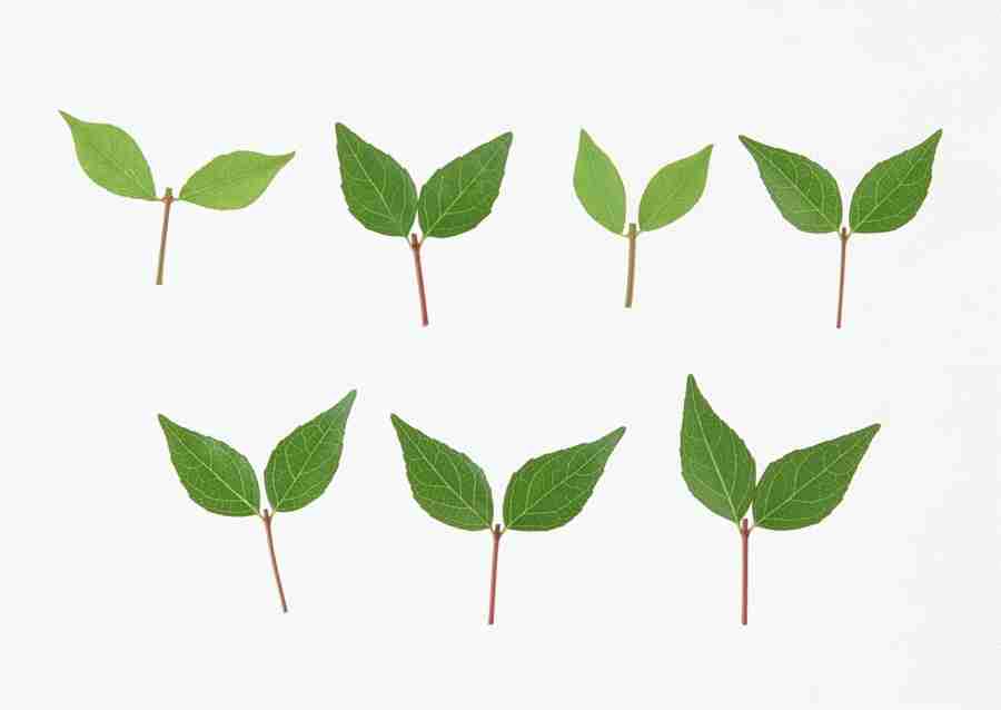 Foliage and Green Leaves - Datacraft Sozaijiten  ></a>
<script language=JavaScript> 
  var txt = 