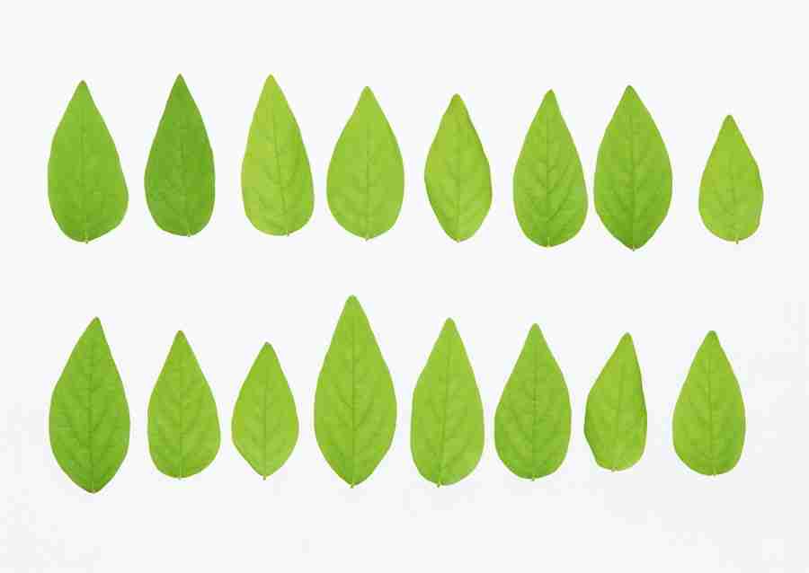 Foliage and Green Leaves - Datacraft Sozaijiten  ></a>
<script language=JavaScript> 
  var txt = 