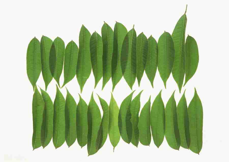 Foliage and Green Leaves - Datacraft Sozaijiten  ></a>
<script language=JavaScript> 
  var txt = 