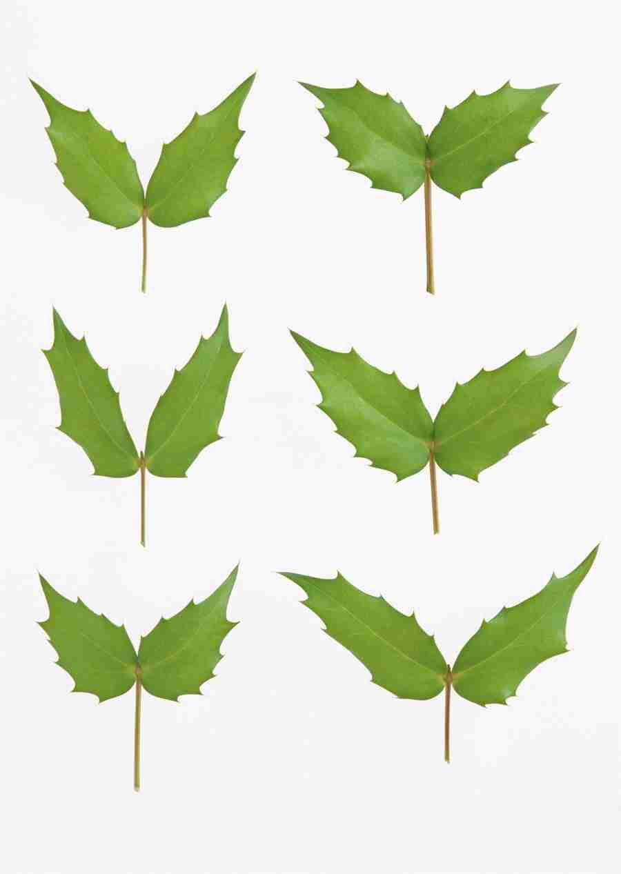 Foliage and Green Leaves - Datacraft Sozaijiten  ></a>
<script language=JavaScript> 
  var txt = 