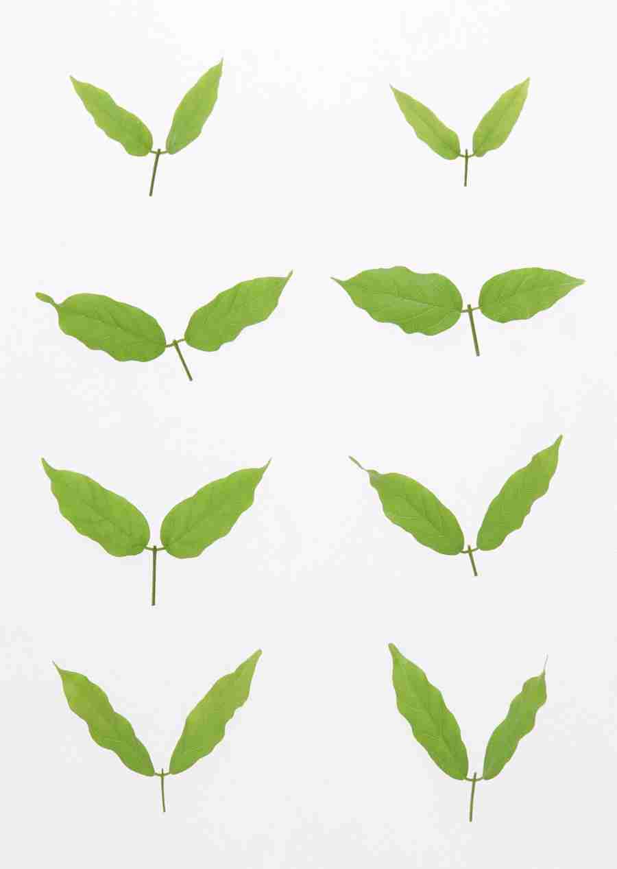 Foliage and Green Leaves - Datacraft Sozaijiten  ></a>
<script language=JavaScript> 
  var txt = 