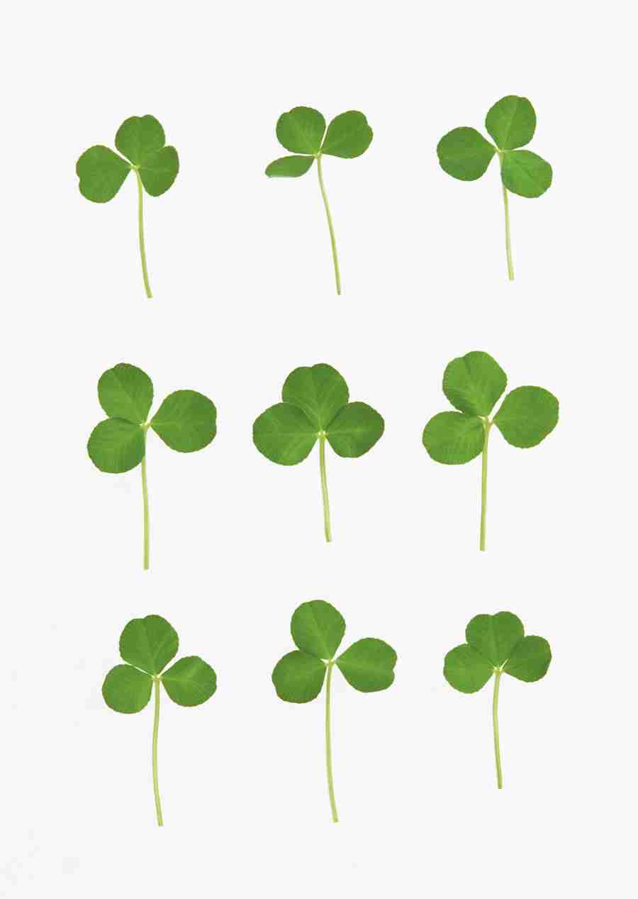 Foliage and Green Leaves - Datacraft Sozaijiten  ></a>
<script language=JavaScript> 
  var txt = 