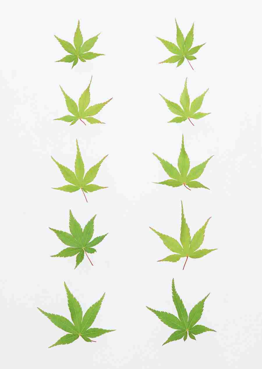 Foliage and Green Leaves - Datacraft Sozaijiten  ></a>
<script language=JavaScript> 
  var txt = 