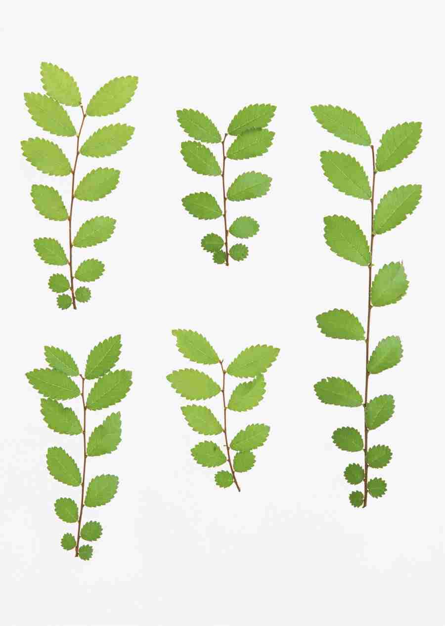 Foliage and Green Leaves - Datacraft Sozaijiten  ></a>
<script language=JavaScript> 
  var txt = 