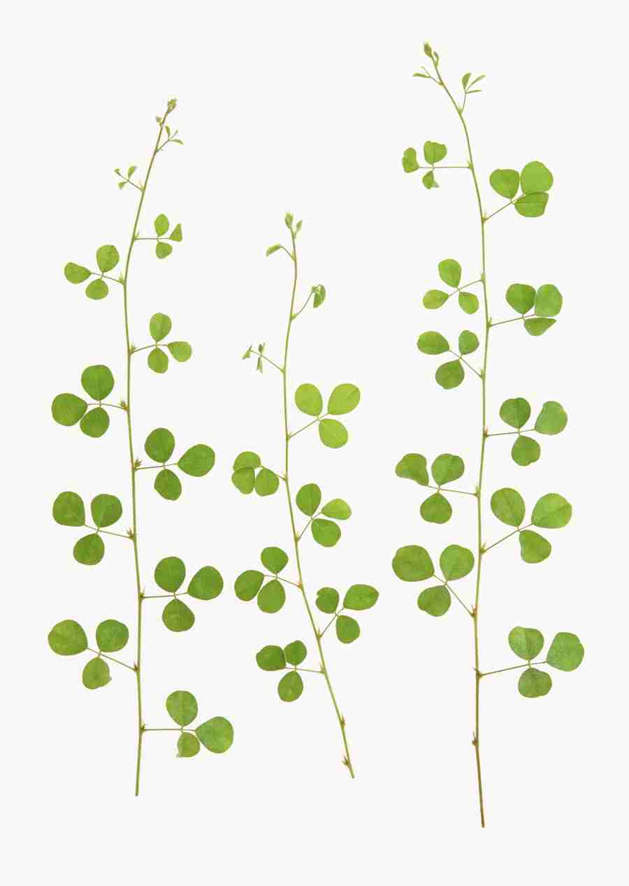 Foliage and Green Leaves - Datacraft Sozaijiten  ></a>
<script language=JavaScript> 
  var txt = 